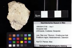 Foto (Objket + Etiketten) von Decapoda indet. 